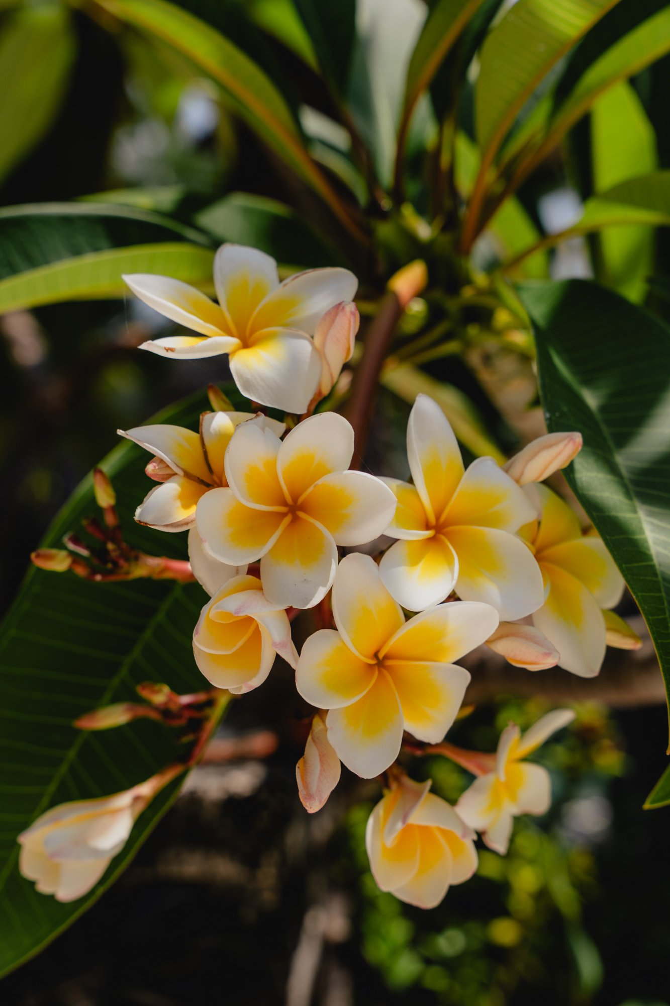 Tropical frangipani flowers